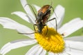 Two brown beetles sitting on a daisy flower Royalty Free Stock Photo