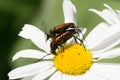 Two brown beetles sitting on a daisy flower Royalty Free Stock Photo