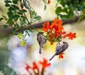 Two brown birds sitting on a branch Royalty Free Stock Photo