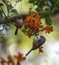 Two brown birds sitting on a branch Royalty Free Stock Photo