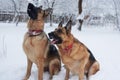 Two brown and black german shepherds having fun in winter park. Dogs with red collars, sitting in snow. looking at their master in Royalty Free Stock Photo