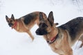 Two brown and black german shepherds having fun in winter park. Dogs with red collars, sitting in snow. looking at their master in Royalty Free Stock Photo