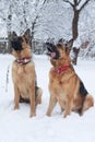 Two brown and black german shepherds having fun in winter park. Dogs with red collars, sitting in snow. looking at their master in Royalty Free Stock Photo