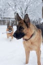 Two brown and black german shepherds having fun in winter park. Dogs with red collars, sitting in snow. looking at their master in Royalty Free Stock Photo