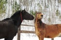 Two brown and black happy horses playing together friendly.