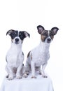 Two brown, black and white Jack Russell Terrier posing in a studio, the dog looks straight into the camera, isolated on Royalty Free Stock Photo