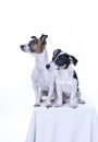 Two brown, black and white Jack Russell Terrier posing in a studio, in full length isolated on a white background, copy Royalty Free Stock Photo