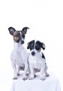 Two brown, black and white Jack Russell Terrier posing in a studio, in full length isolated on a white background, copy Royalty Free Stock Photo