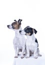 Two brown, black and white Jack Russell Terrier posing in a studio, in full length isolated on a white background, copy Royalty Free Stock Photo