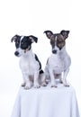 Two brown, black and white Jack Russell Terrier posing in a studio, in full length isolated on a white background, copy Royalty Free Stock Photo