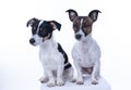 Two brown, black and white Jack Russell Terrier posing in a studio, in full length isolated on a white background, copy Royalty Free Stock Photo