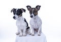 Two brown, black and white Jack Russell Terrier posing in a studio, in full length isolated on a white background, copy Royalty Free Stock Photo