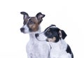 Two brown, black and white Jack Russell Terrier posing in a studio, headshot, isolated on a white background, copy space Royalty Free Stock Photo