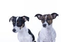 Two brown, black and white Jack Russell Terrier posing in a studio, headshot, isolated on a white background, copy space Royalty Free Stock Photo