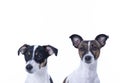 Two brown, black and white Jack Russell Terrier posing in a studio, headshot, isolated on a white background, copy space Royalty Free Stock Photo