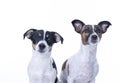 Two brown, black and white Jack Russell Terrier posing in a studio, headshot, isolated on a white background, copy space Royalty Free Stock Photo