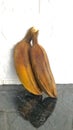 Two Brown boiled bananas