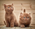 Two brown british kittens Royalty Free Stock Photo