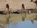 Two brown buck drinking from a waterhole next to each other with another buck heading towards them on the sand Royalty Free Stock Photo