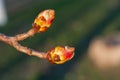Two brown buds of chestnut on branch. Close Up