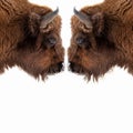 Two brown bull or bison heads with brown horns opposite each other before a fight on the New York Wall Street Stock Exchange on a Royalty Free Stock Photo