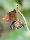 Two brown buterfly matting in tree