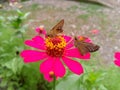 two brown butterflies perched on pink leaves in the morning