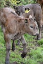 Two Brown Calves Walking Together in Mud Royalty Free Stock Photo