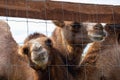 Two brown camels in an ecopark in an aviary