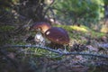 Two brown cap edible mushrooms grows Royalty Free Stock Photo