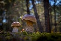 Two brown cap mushroom grow in forest Royalty Free Stock Photo