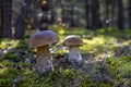 Two brown cap mushroom grow in moss Royalty Free Stock Photo