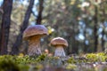 Two brown cap mushroom grow in wood Royalty Free Stock Photo