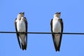 Two Brown-chested Martin Progne tapera perched on a high-tension wire above the blue sky. Isolated animals Royalty Free Stock Photo