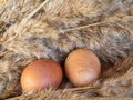 Two brown chicken eggs lie in the hay, laid by chickens on an organic farm. Selective focus. Space for inscriptions and design. Royalty Free Stock Photo