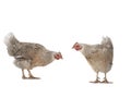 Two brown chicken isolated on a white Royalty Free Stock Photo