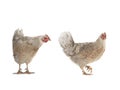 two brown chicken isolated on a white Royalty Free Stock Photo