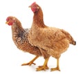 Two brown chicken. Royalty Free Stock Photo