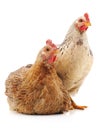 Two brown chicken. Royalty Free Stock Photo