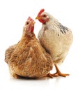 Two brown chicken. Royalty Free Stock Photo