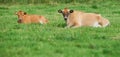 Two brown cow lying down on an organic green dairy farm in the countryside. Cattle or livestock in an open, empty and Royalty Free Stock Photo