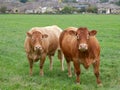 Two brown cows in field Royalty Free Stock Photo