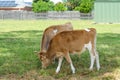 Two brown cows grazing on a fenced pasture near some residential houses Royalty Free Stock Photo