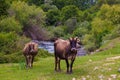 Two brown cows grazing on grassland near a flowing mountain river Royalty Free Stock Photo