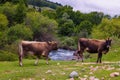 Two brown cows grazing on grassland near a flowing mountain river Royalty Free Stock Photo