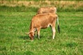 Two brown cows grazing on an organic green dairy farm in the countryside. Cattle or livestock in an open, empty and vast Royalty Free Stock Photo