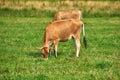 Two brown cows grazing on an organic green dairy farm in the countryside. Cattle or livestock in an open, empty and vast Royalty Free Stock Photo