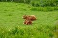 Two brown cows in a green field. Happy bovines in nature Royalty Free Stock Photo