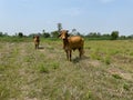 Two brown cows in the middle of the field. Royalty Free Stock Photo