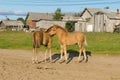 Two foals in the village